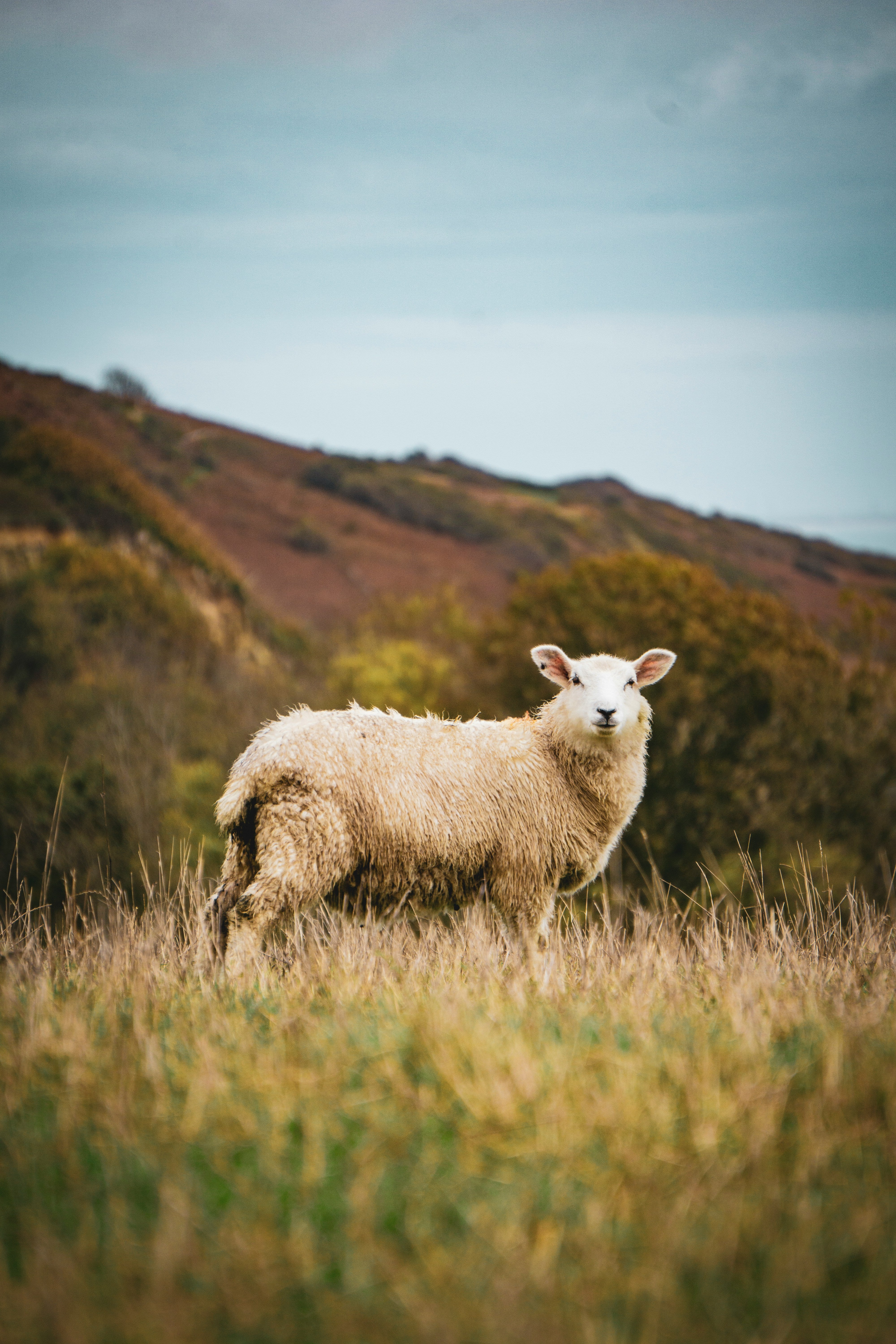 UK Qurbani
